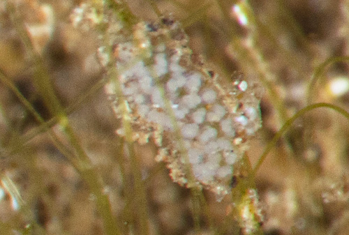 Stiliger sp. #6: probable egg mass