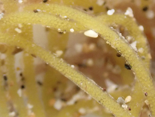 Stylocheilus longicauda: egg mass, detail