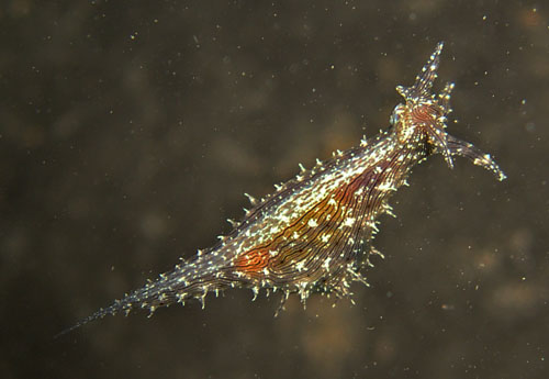 Stylocheilus striatus: drifting, close-up