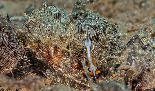 Stylocheilus striatus: with shrimp