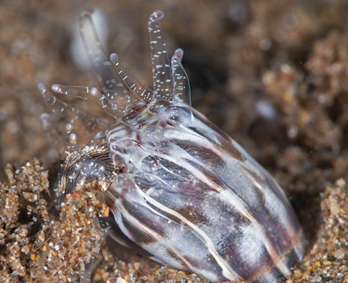 Stylocheilus striatus: predation