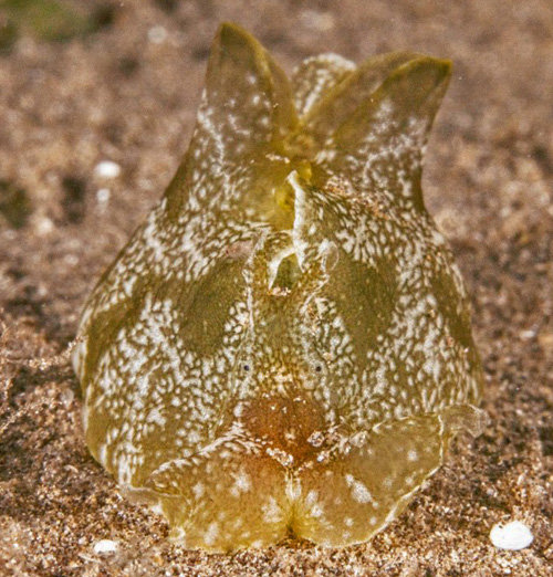 Syphonota geographica: front