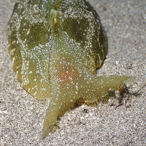 Syphonota geographica: front, large