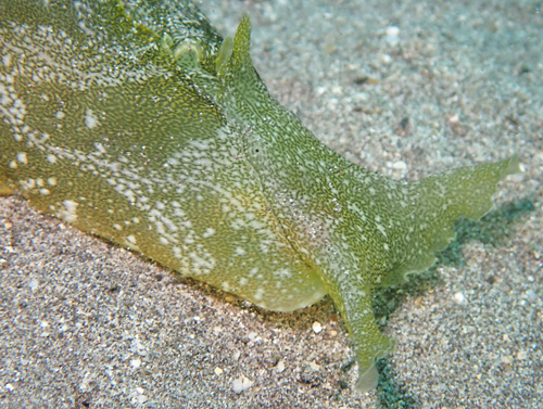 Syphonota geographica: side, head