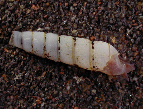 Syrnola cf. subcinctella