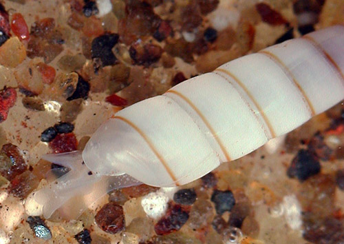 Syrnola cf. subcinctella: pale