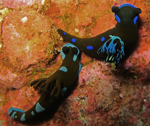 Tambja morosa: blue-green gills, exterior