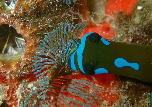 Tambja morosa: feeding