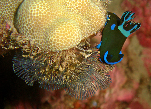 Tambja morosa: feeding, with "fan"