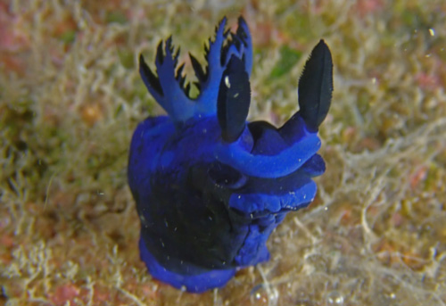 Tambja morosa: blue background, detail