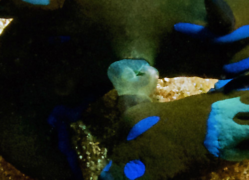 Tambja morosa: mating, detail