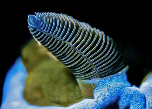 Tambja morosa: rhinophore closeup