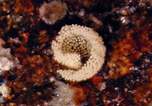 Tenellia lugubris: egg mass