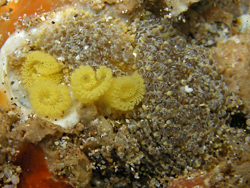 Tenellia lugubris: resting pair with egg masses