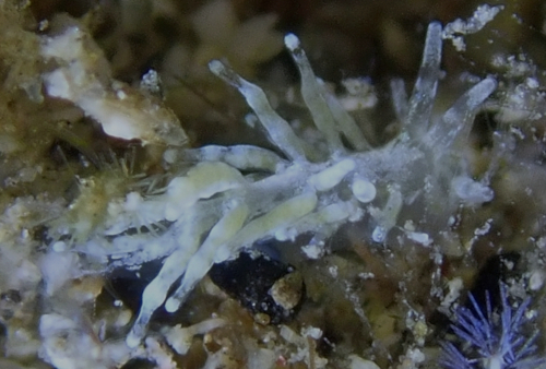 Tenellia lugubris: young