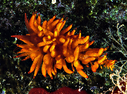 Tenellia melanobrachia