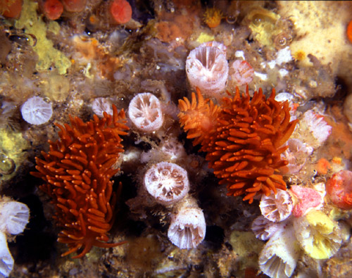 Tenellia melanobrachia: feeding