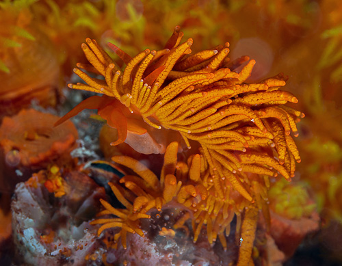 Tenellia melanobrachia: feeding, detail