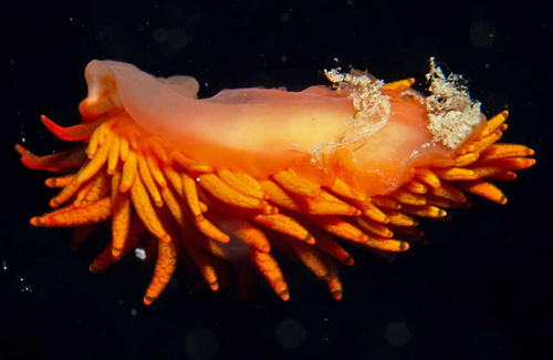 Tenellia melanobrachia: underside