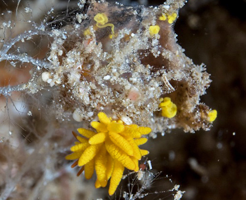 Tenellia melanobrachia: yellow