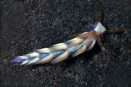 Tenellia nakapila