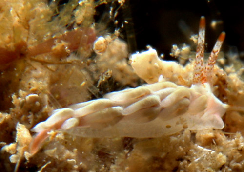 Tenellia nakapila: pale, side