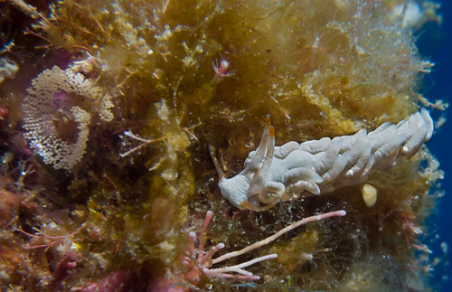 Tenellia nakapila: with egg mass