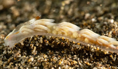 Tenellia nakapila: developing eggs