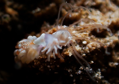 Tenellia nakapila: pair feeding