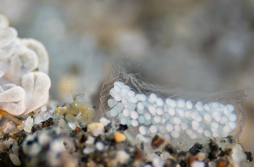 Tenellia nakapila: close-up of egg mass, side