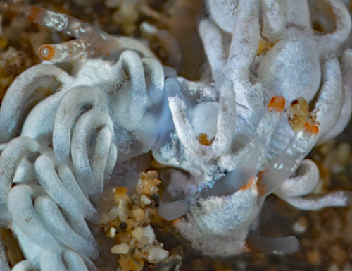 Tenellia nakapila: mating, detail