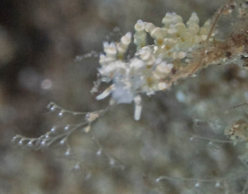 Tenellia pinnifera: on hydroid