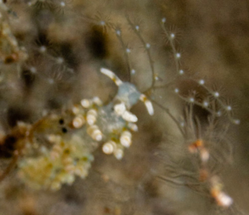 Tenellia pinnifera: on hydroid, detail