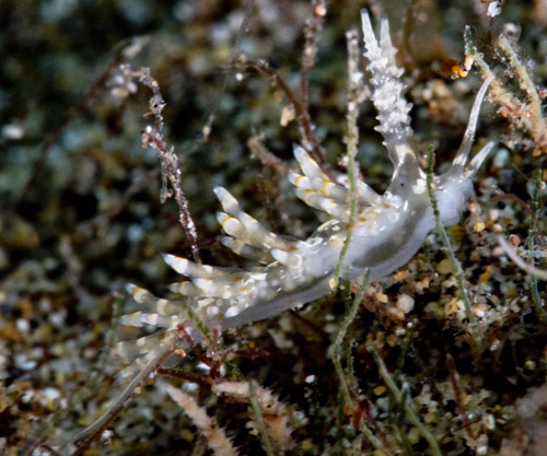 Tenellia pinnifera: side