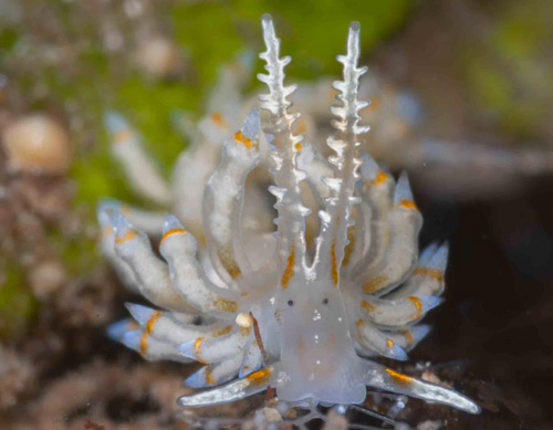 Tenellia pinnifera: front