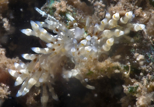 Tenellia pinnifera: mating