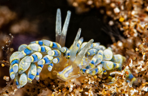 Tenellia sp. #1: mating