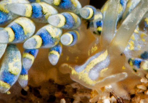 Tenellia sp. #1: mating, detail