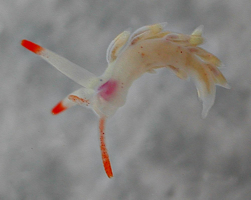 Tenellia sp. #10: underside