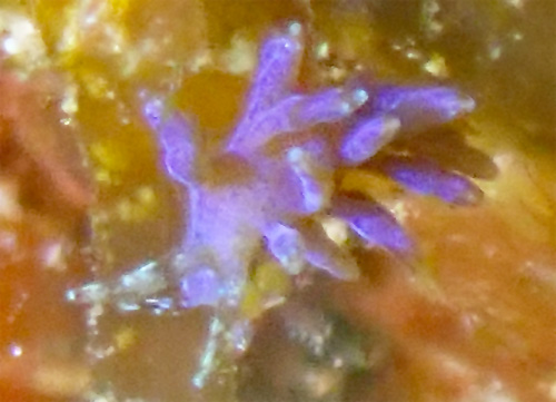 Tenellia sp. #15