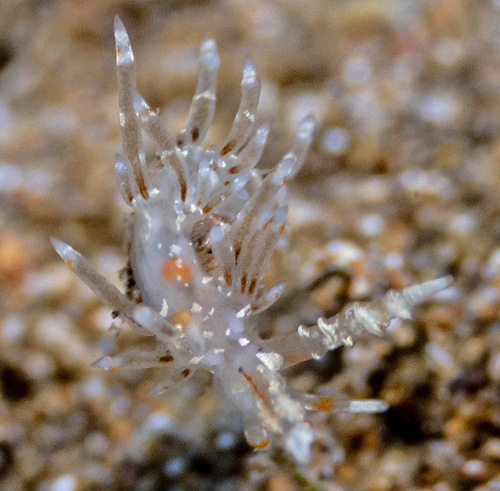 Tenellia sp. #22: white spotted, Maui