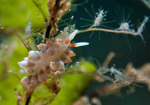 Tenellia sp. #25: on hydroid in field