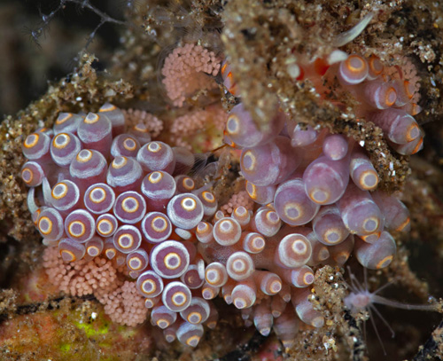 Tenellia sp. #25: cluster with egg masses in field