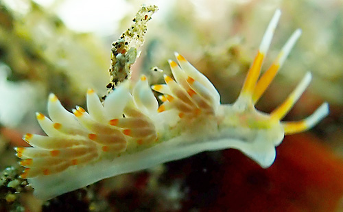 Tenellia sp. #5: light, intermediate orange on head, side