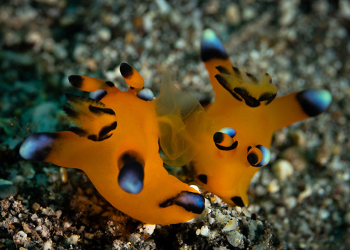 Thecacera pacifica: mating