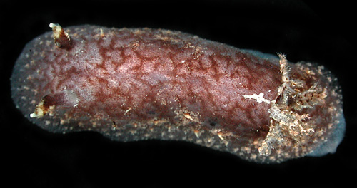 Thordisa albomacula: reduced pitting