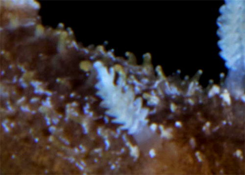 Thordisa cf. oliva: detail