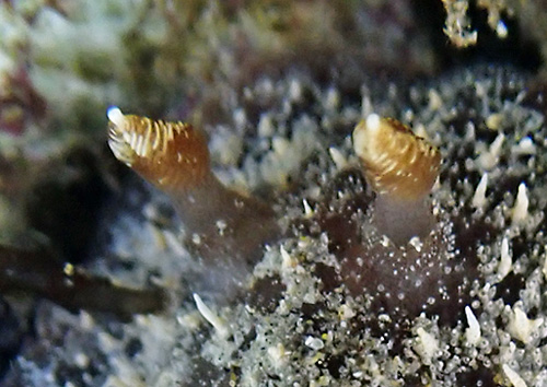 Thordisa setosa: rhinophores