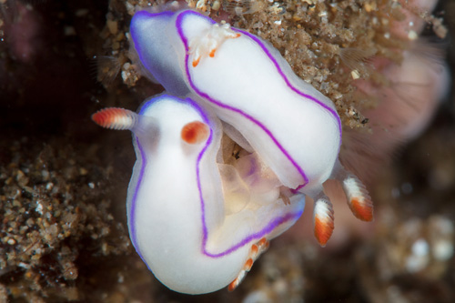 Thorunna daniellae: mating