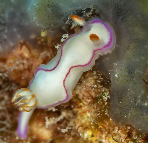 Thorunna daniellae: animal feeding on greenish-gray sponge, detail